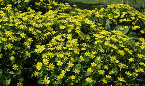黄色い花の群生