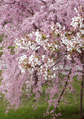 ソメイヨシノと枝垂桜